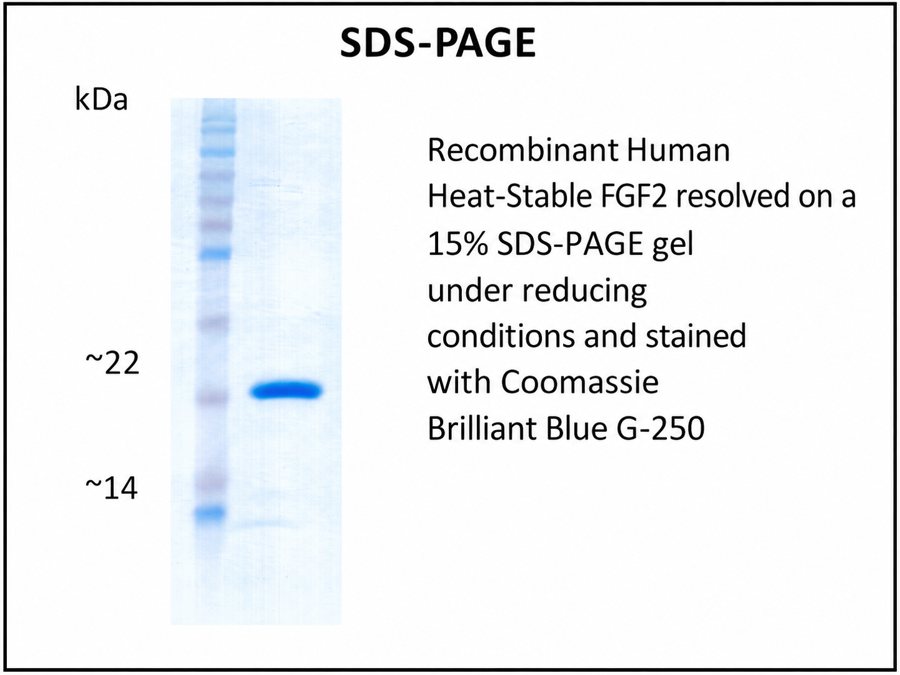 Recombinant Human Heat-Stable FGF2 (E. coli)
