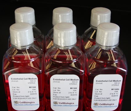 Complete Endothelial Cell Medium w/ Kit