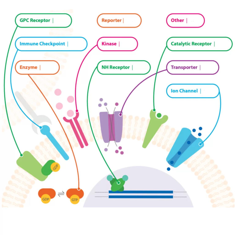 Stable Cells. Examples Stable Cell Lines: Powering Life Science Research with Consistent ...